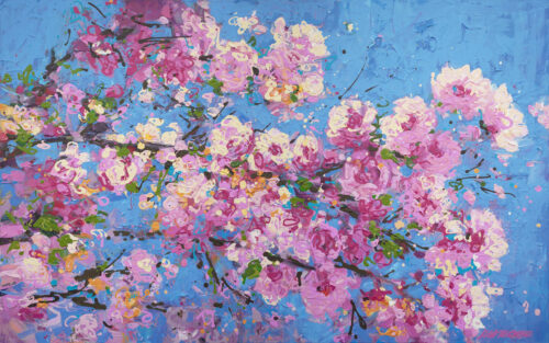 Cherry Blossoms - Effervescence